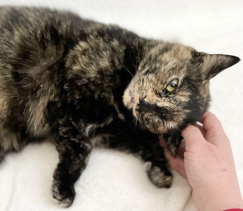 picture of the cat needing adoption