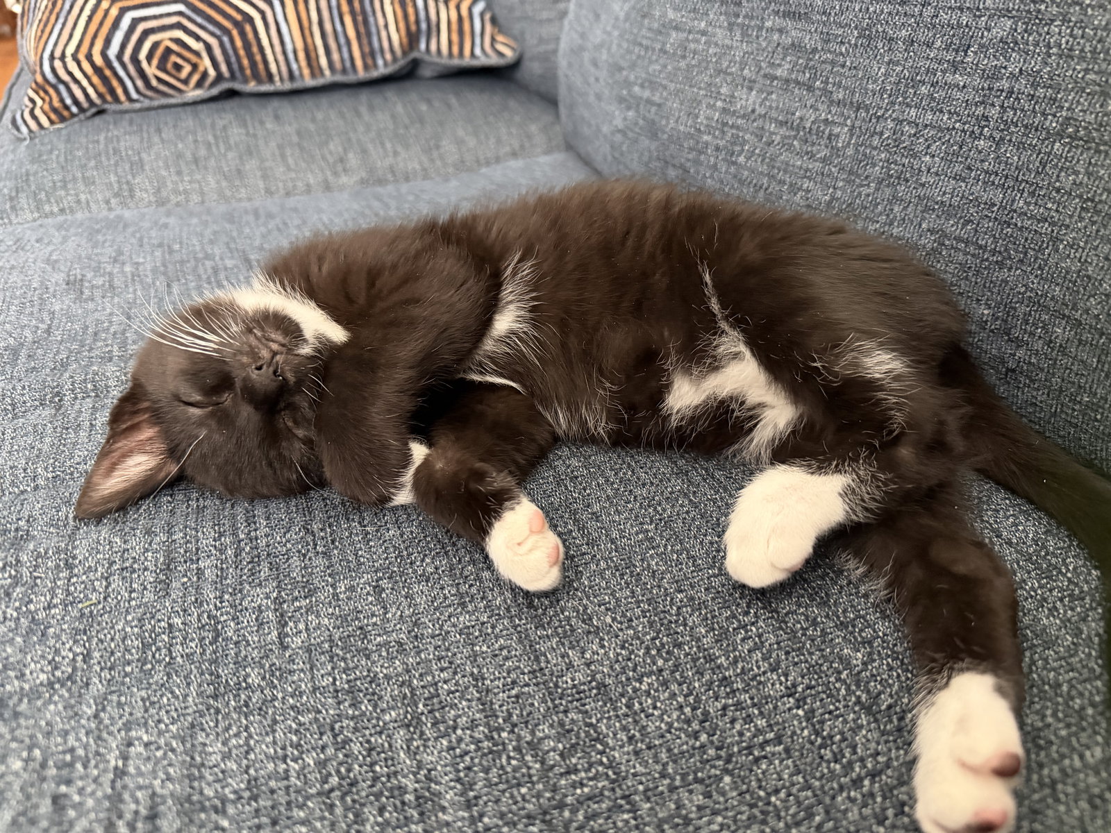 Domino Image