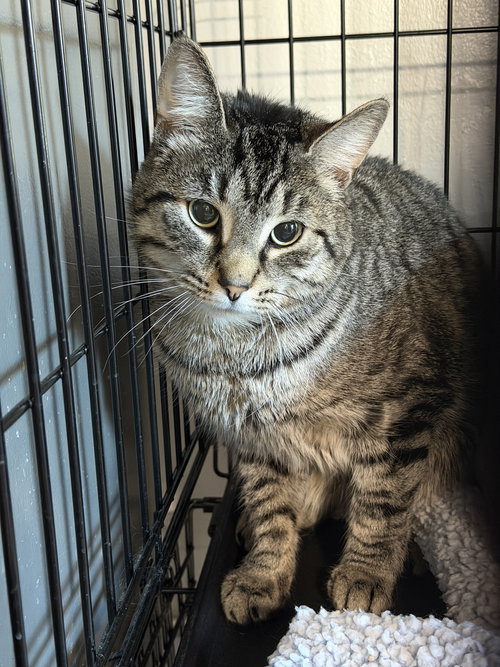 picture of the cat needing adoption