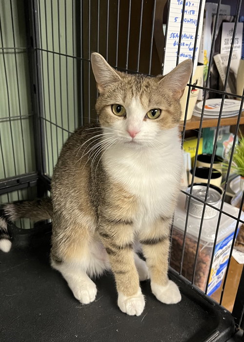picture of the cat needing adoption