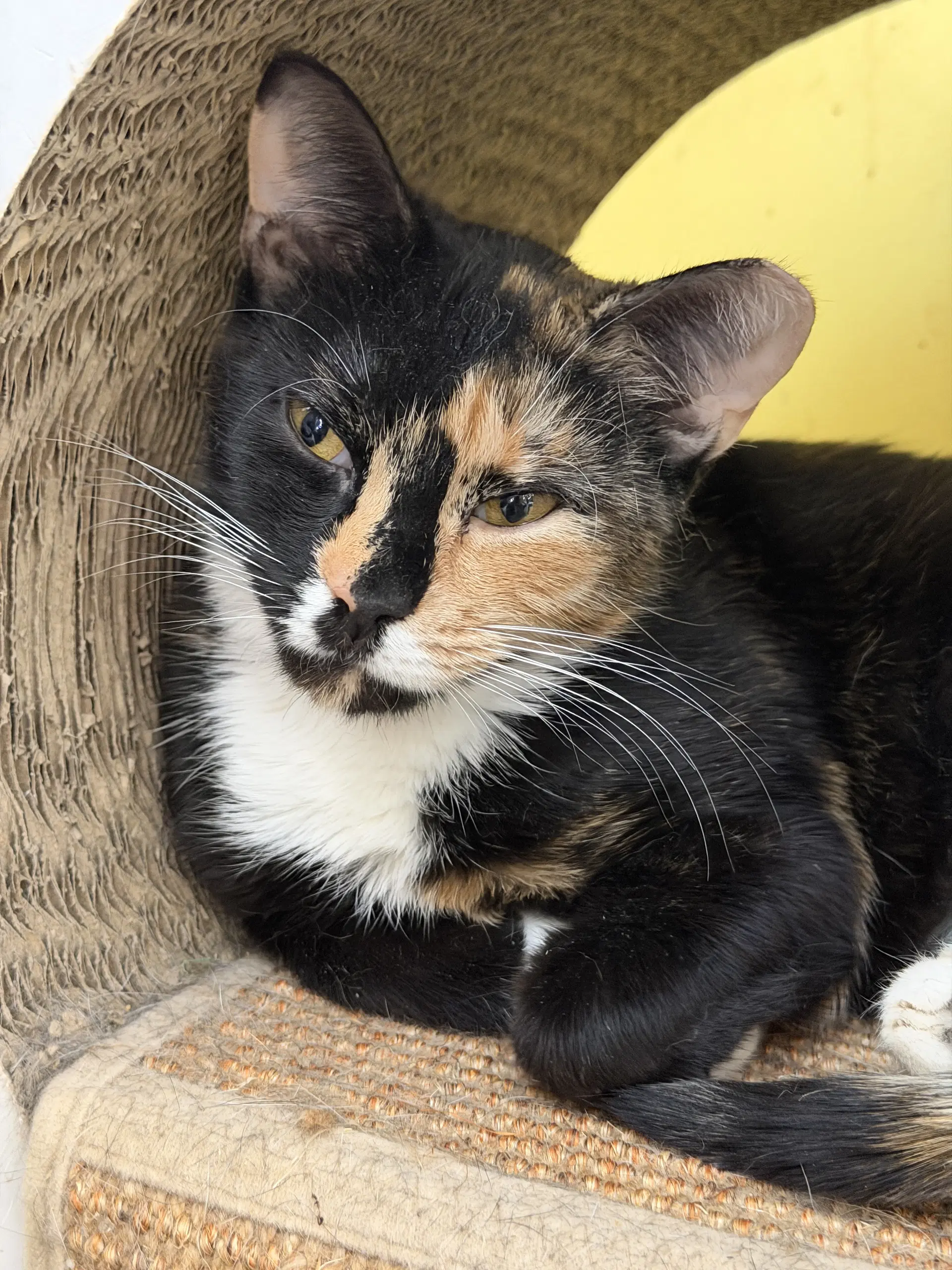 Sugar Cookie - Domestic Short Hair