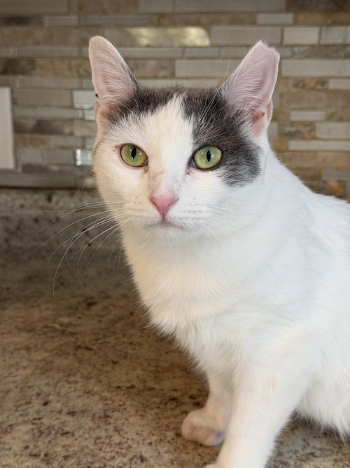 Emerald, Adult Domestic Short Hair / Mixed (short coat), cat for adoption in Lancaster, Pennsylvania