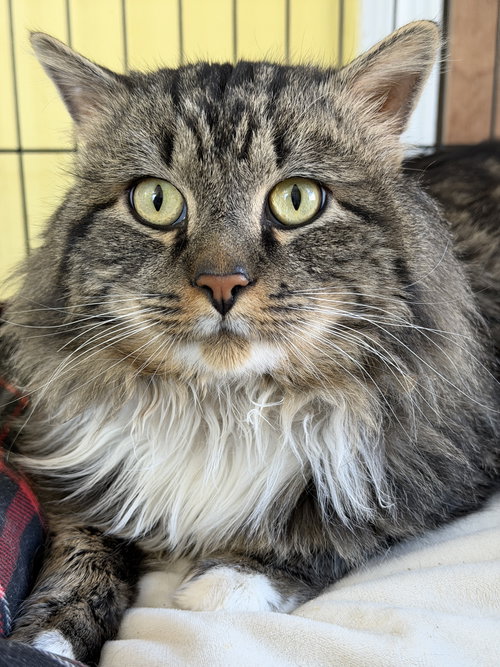picture of the cat needing adoption
