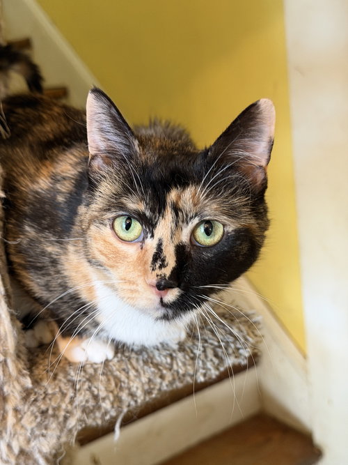 picture of the cat needing adoption