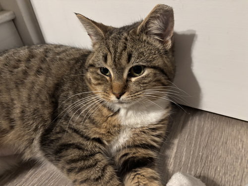 picture of the cat needing adoption