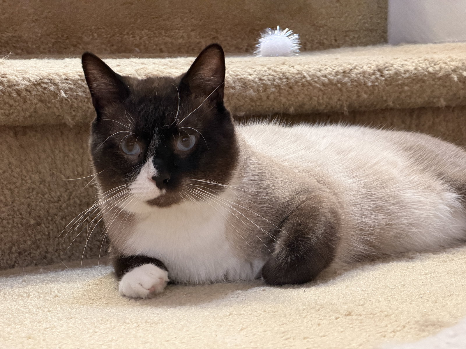 Basil Image