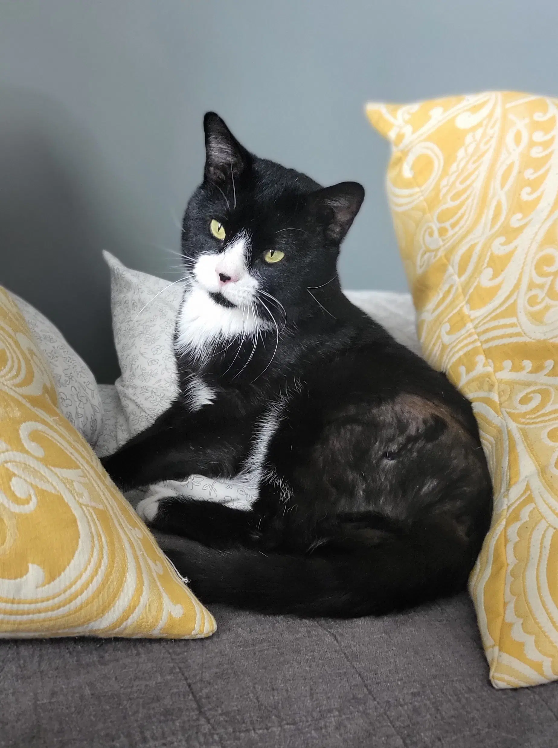 Tiny Tim - Domestic Short Hair