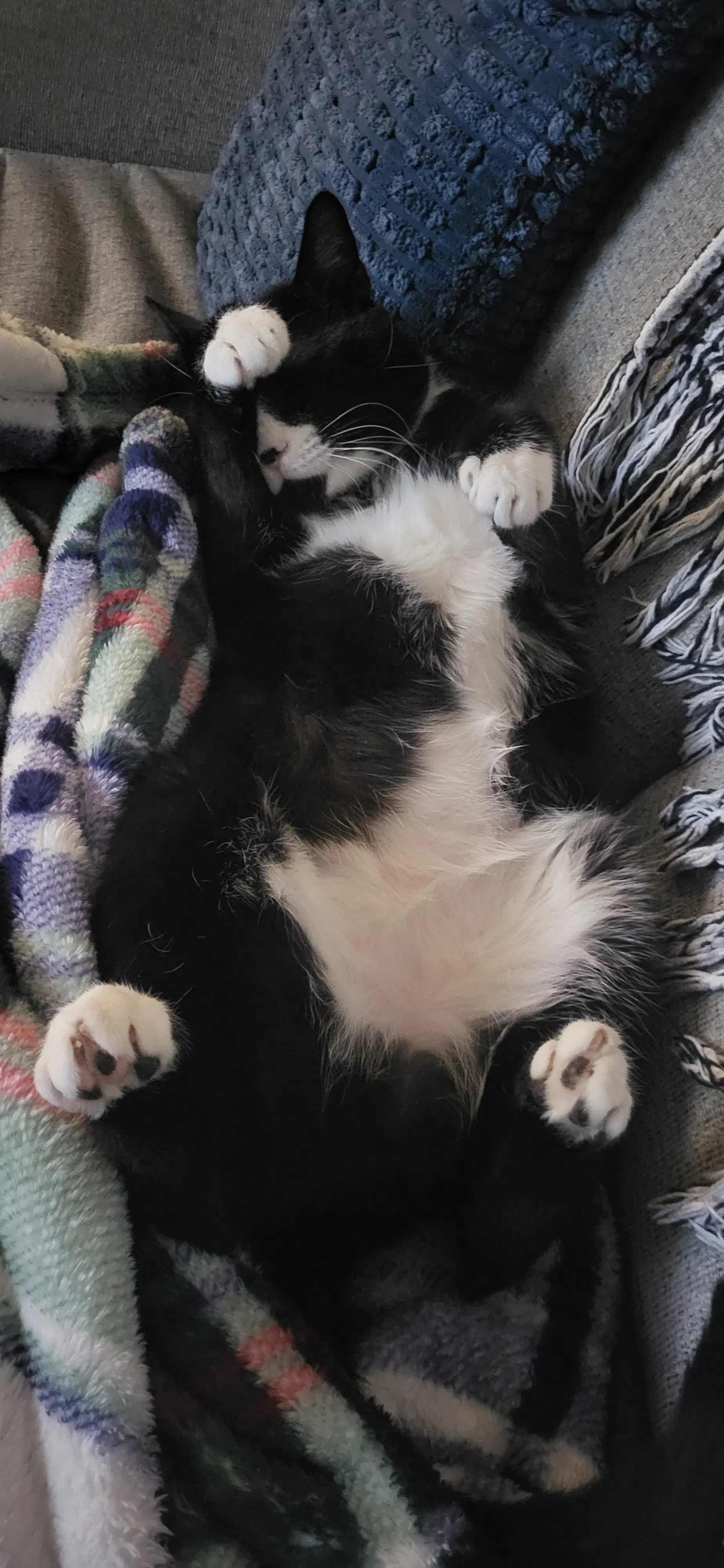 Tiny Tim image 4