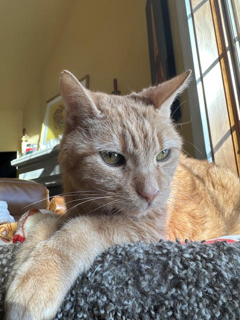 picture of the cat needing adoption