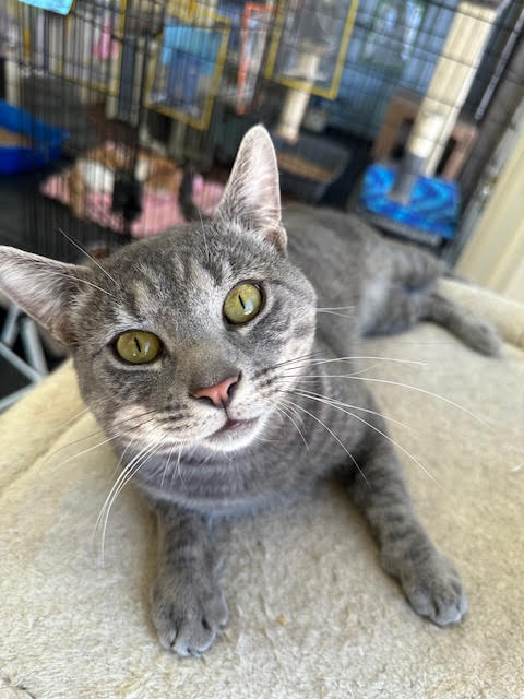Bender, Adult Domestic Short Hair / Mixed (short coat), cat for adoption in Lancaster, Pennsylvania