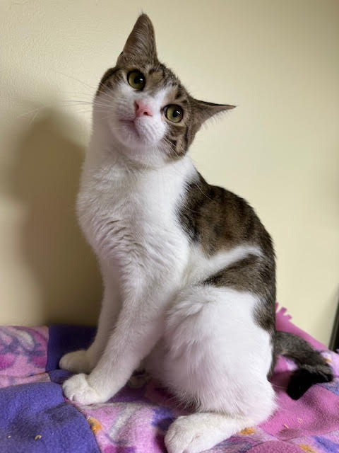 Maverick, Young Domestic Short Hair / Mixed (short coat), cat for adoption in Lancaster, Pennsylvania