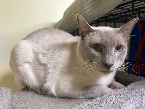 Nimbus, Adult Siamese / Mixed (short coat), cat for adoption in Lancaster, Pennsylvania