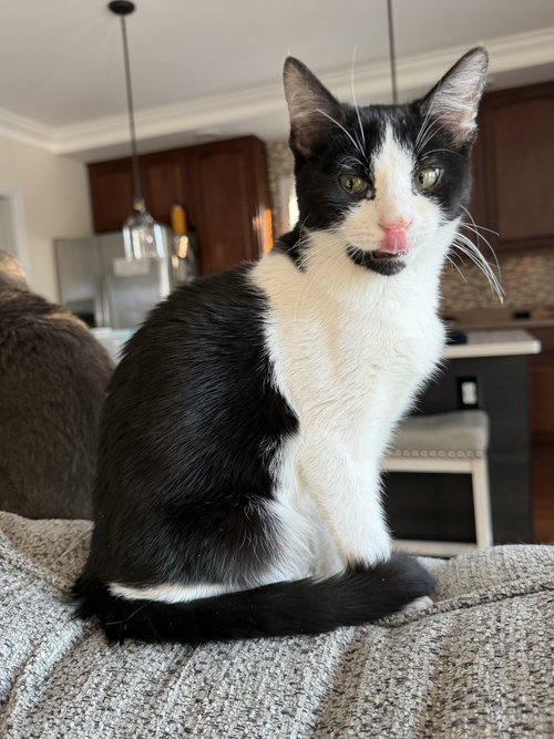 6 7, Baby Domestic Short Hair / Mixed (short coat), cat for adoption in Lancaster, Pennsylvania