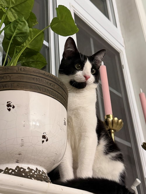 6 7, Baby Domestic Short Hair / Mixed (short coat), cat for adoption in Camden, New Jersey
