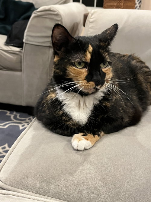 picture of the cat needing adoption