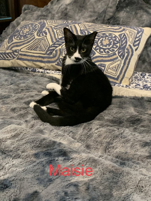 Photo 2 of Courtesy List: Maisie