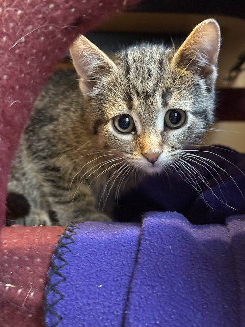 picture of the cat needing adoption