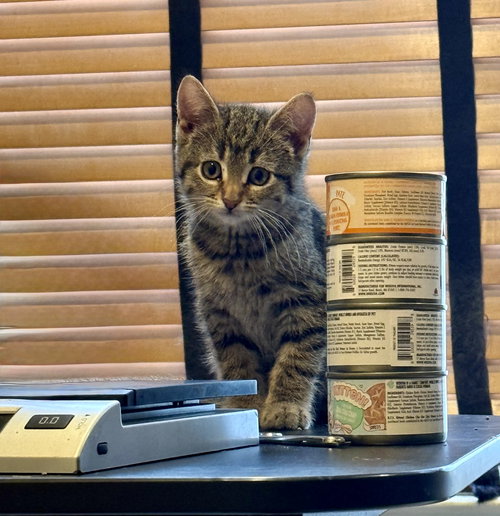 picture of the cat needing adoption