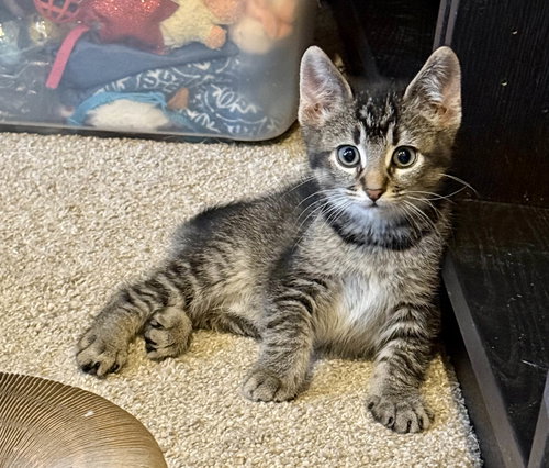 picture of the cat needing adoption