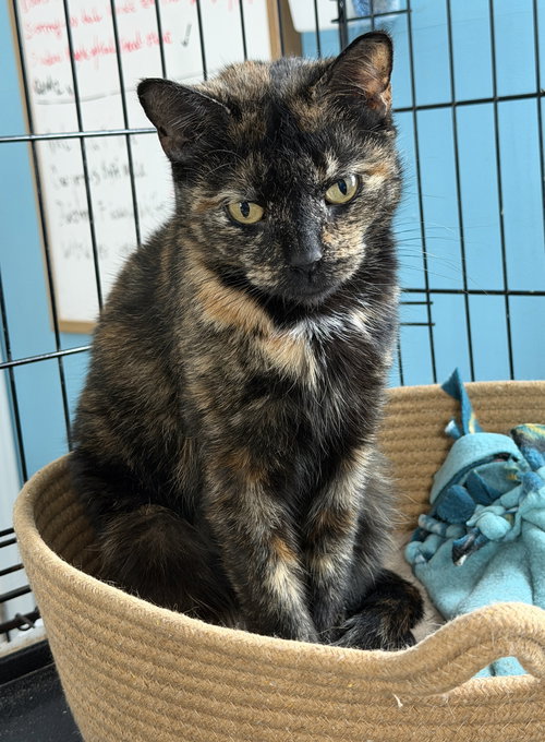 Phyllis, Adult Domestic Short Hair / Mixed (short coat), cat for adoption in Lancaster, Pennsylvania