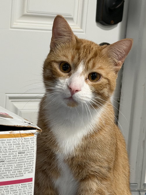 picture of the cat needing adoption