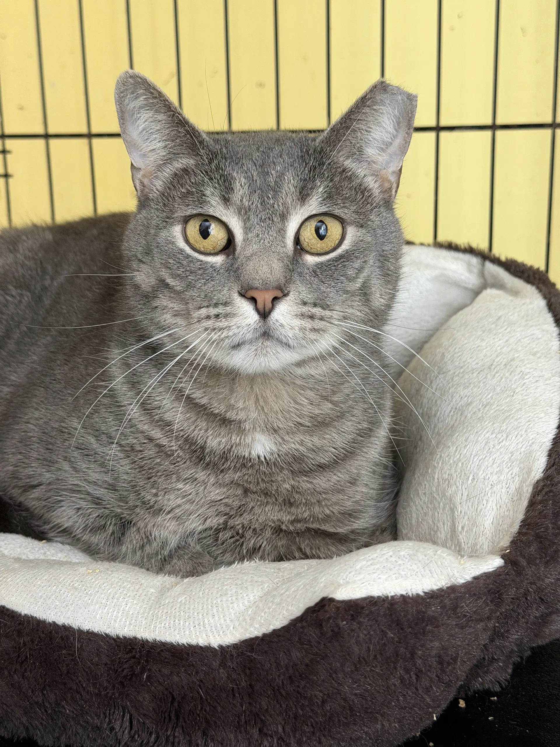 Spencer Gray - Domestic Short Hair