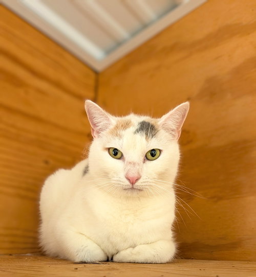 Spotify, Adult Domestic Short Hair / Mixed (short coat), cat for adoption in Lancaster, Pennsylvania