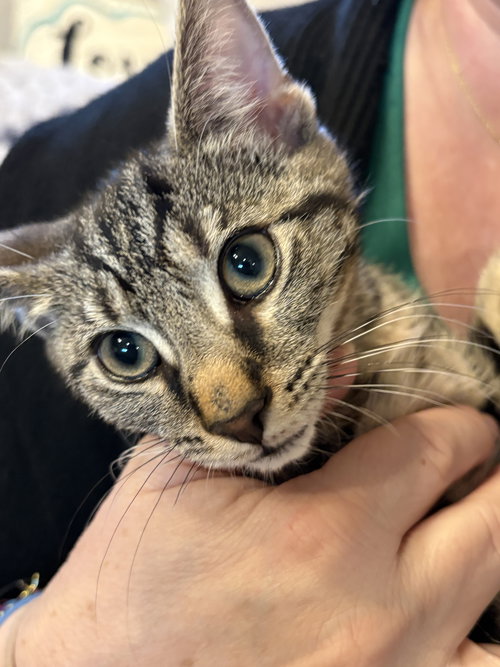 Dickens, an adoptable Domestic Short Hair in Devon, PA