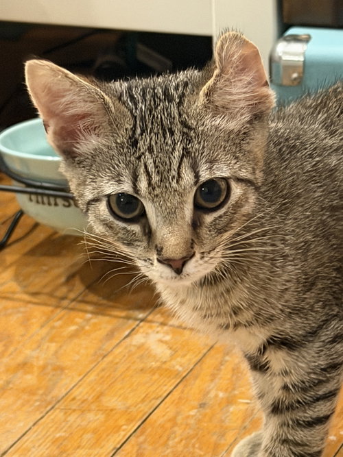 Tiny Timmy, an adoptable Domestic Short Hair in Devon, PA
