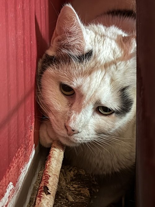 Charity, an adoptable Domestic Short Hair in Devon, PA