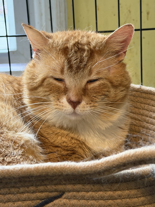 Emerson, an adoptable Domestic Short Hair in Devon, PA
