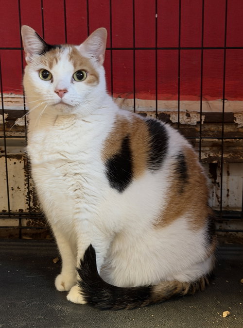 Faith, an adoptable Domestic Short Hair in Devon, PA