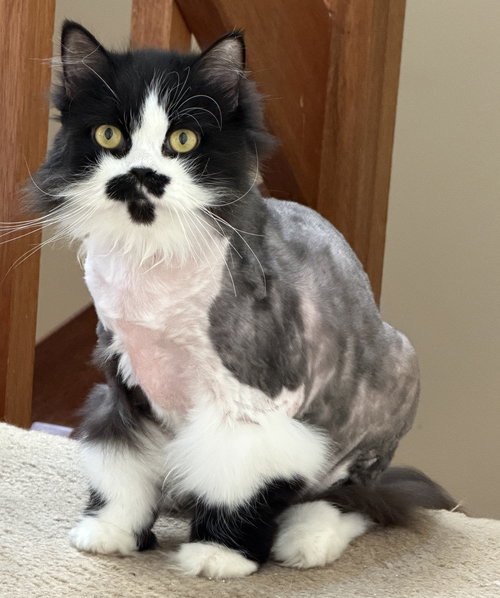Hope, an adoptable Domestic Long Hair in Devon, PA