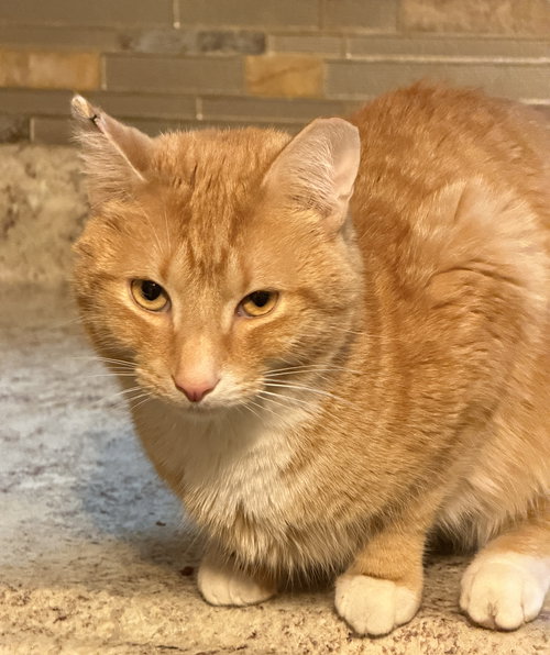 JoJo, an adoptable Domestic Short Hair in Devon, PA