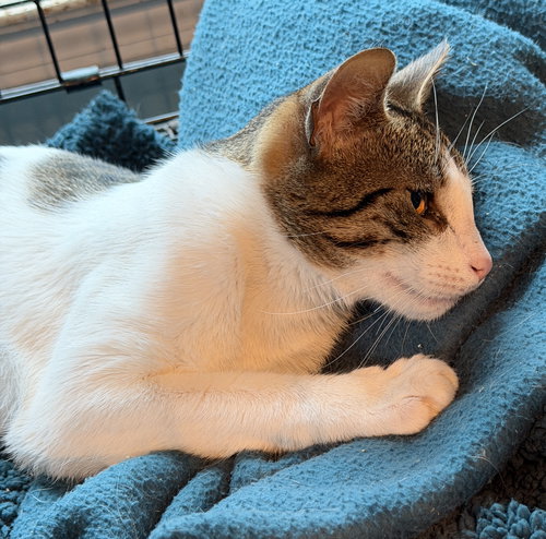 Levi, an adoptable Domestic Short Hair in Devon, PA