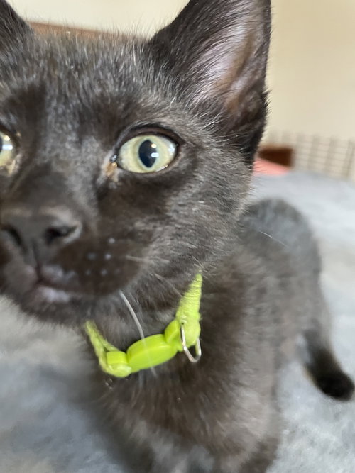 Peggy, Baby Domestic Short Hair / Mixed (short coat), cat for adoption in Lancaster, Pennsylvania