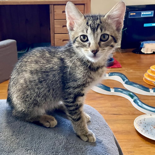 Stella, Baby Domestic Short Hair / Mixed (short coat), cat for adoption in Lancaster, Pennsylvania