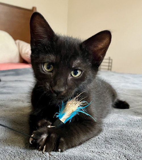 Prudence, Baby Domestic Short Hair / Mixed (short coat), cat for adoption in Lancaster, Pennsylvania