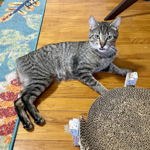 Cedar, Young Domestic Short Hair / Mixed (short coat), cat for adoption in Lancaster, Pennsylvania