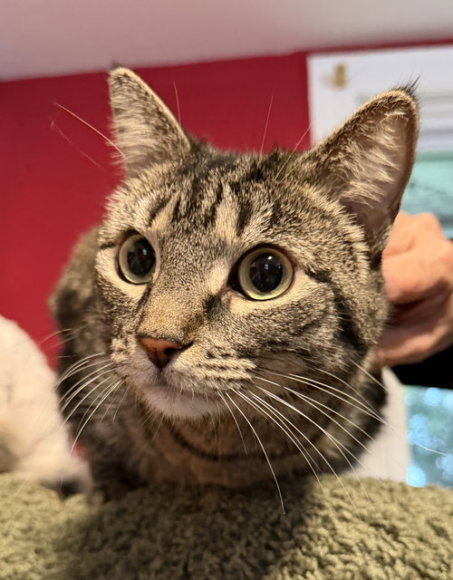 Lily- DECLAW, Adult Domestic Short Hair / Mixed (short coat), cat for adoption in Lancaster, Pennsylvania