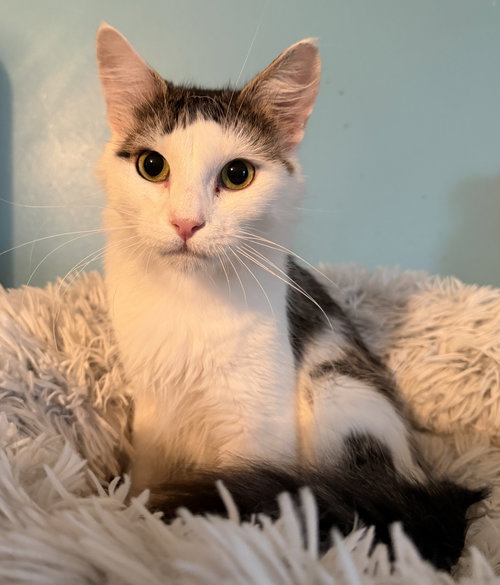 Persia, Young Domestic Medium Hair / Mixed (medium coat), cat for adoption in Lancaster, Pennsylvania