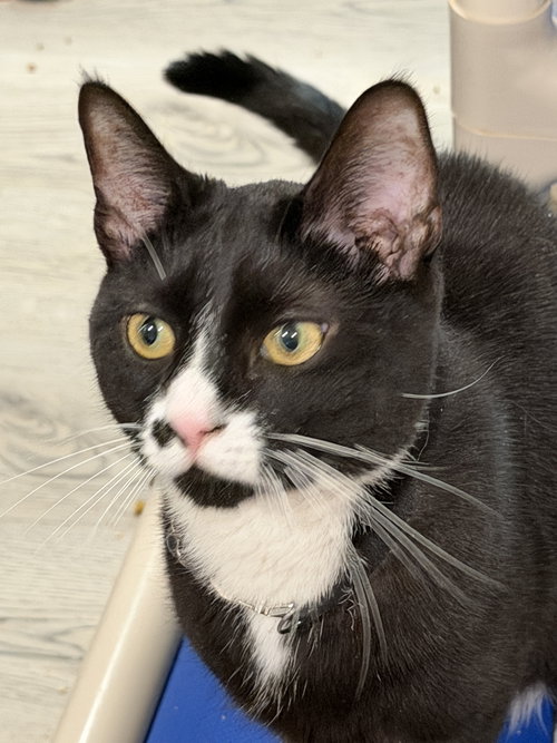 Sparky, Adult Domestic Short Hair / Mixed (short coat), cat for adoption in Lancaster, Pennsylvania