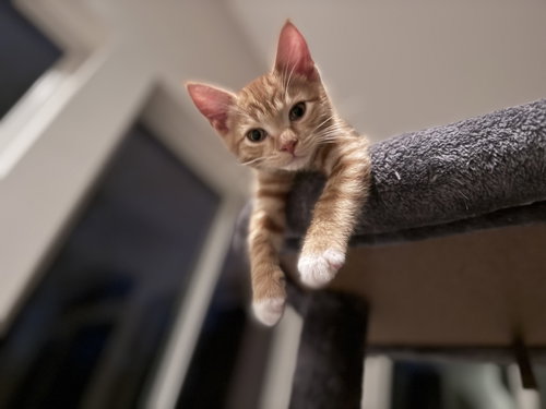 Wasabi, Baby Domestic Short Hair / Mixed (short coat), cat for adoption in Lancaster, Pennsylvania
