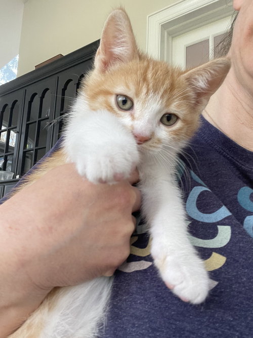 Egg Roll, Baby Domestic Short Hair / Mixed (short coat), cat for adoption in Lancaster, Pennsylvania