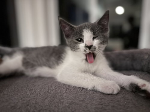 Chow Mein, Baby Domestic Short Hair / Mixed (short coat), cat for adoption in Lancaster, Pennsylvania