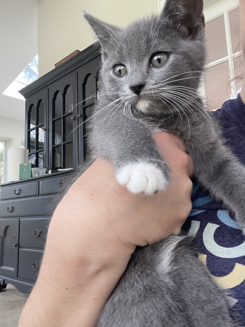 Lo Mein, Baby Domestic Short Hair / Mixed (short coat), cat for adoption in Lancaster, Pennsylvania
