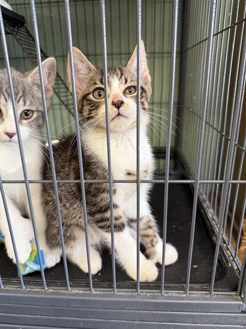 Minky- polydactyl!, Baby Domestic Short Hair / Mixed (short coat), cat for adoption in Lancaster, Pennsylvania