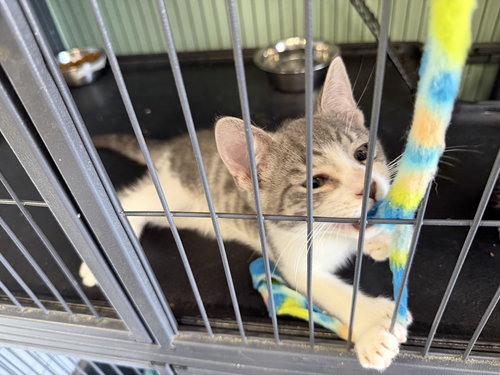 Tinky- Polydactyl!, Baby Domestic Short Hair / Mixed (short coat), cat for adoption in Lancaster, Pennsylvania