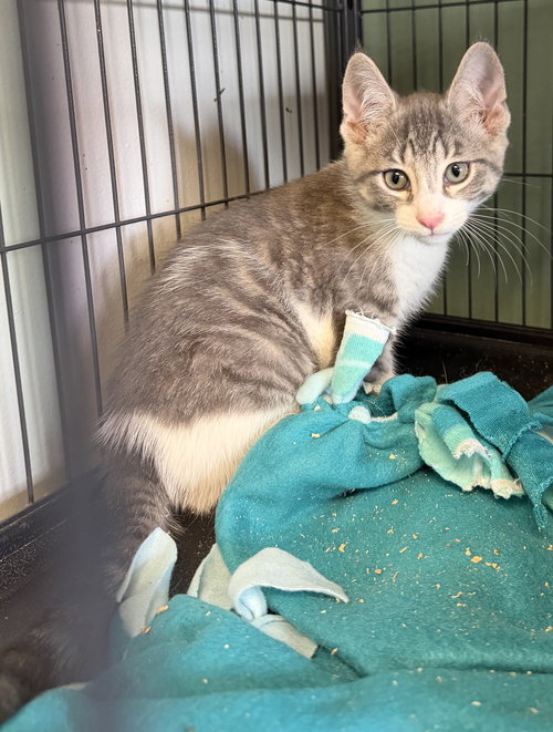 Zinky- Polydactyl!, Baby Domestic Short Hair / Mixed (short coat), cat for adoption in Lancaster, Pennsylvania