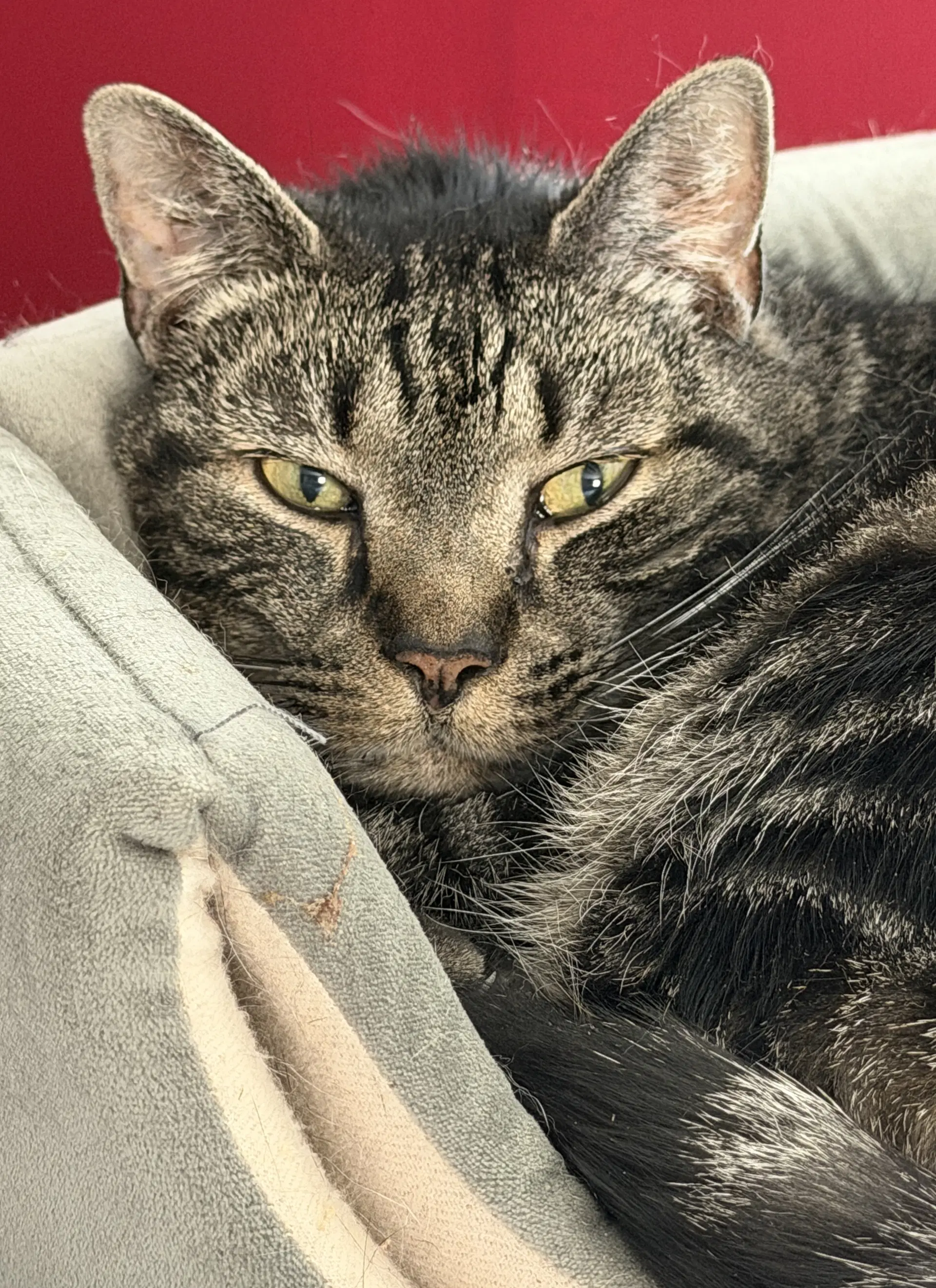 Mason - Domestic Short Hair